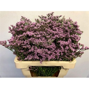 LIMONIUM MR. SILVER PINK LIM MR SIL