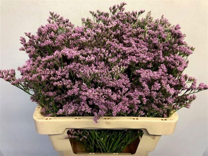 <h4>LIMONIUM MR. SILVER PINK LIM MR SIL</h4>
