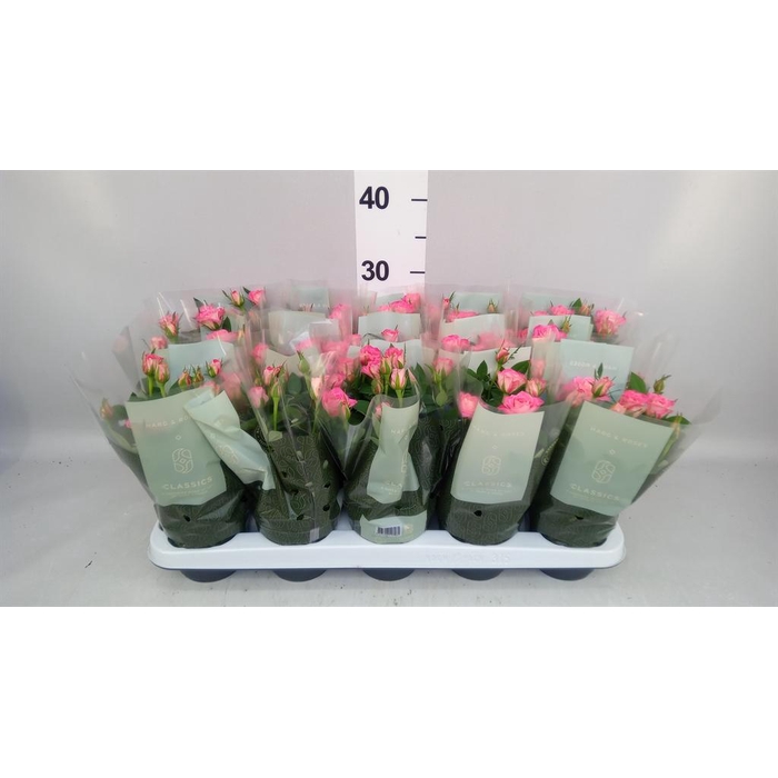 <h4>Rosa  'Fame Kordana'</h4>