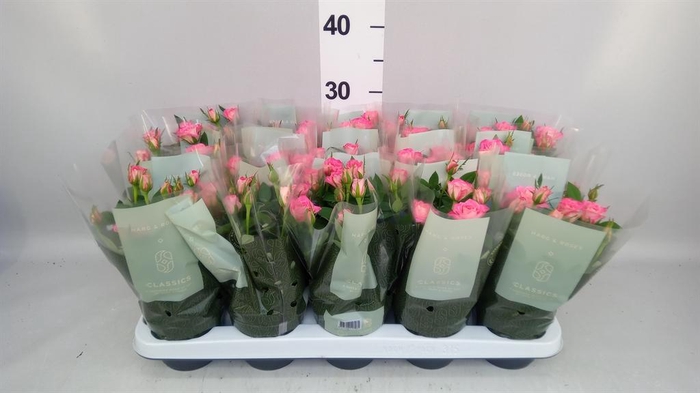 Rosa  'Fame Kordana'