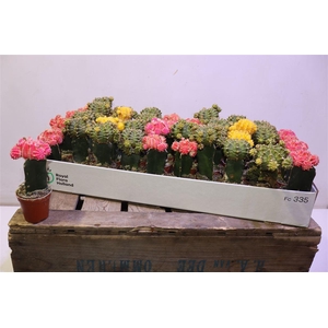 arr8 Gymno Japan Gem