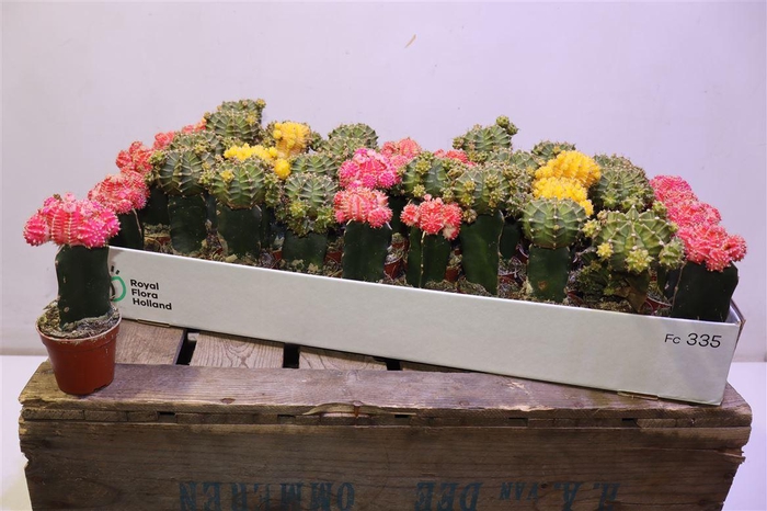 <h4>Gymno Japan Gem</h4>