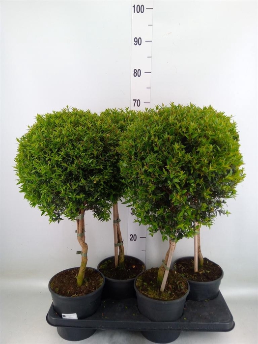 <h4>Myrtus communis</h4>