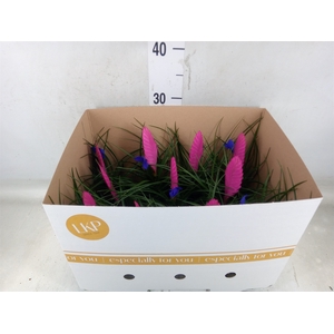 Tillandsia cyanea 'Vincent'