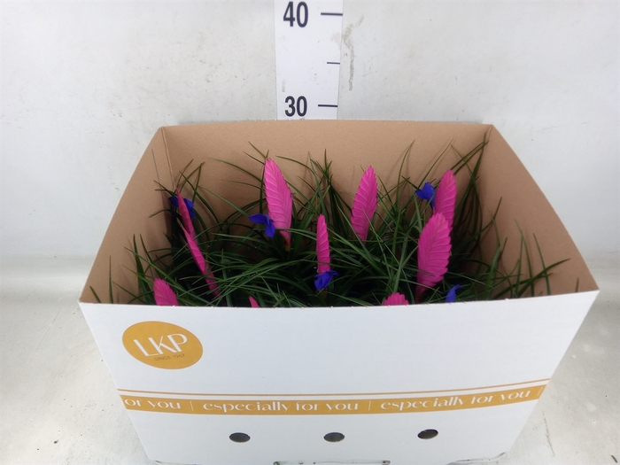 <h4>Tillandsia cyanea 'Vincent'</h4>