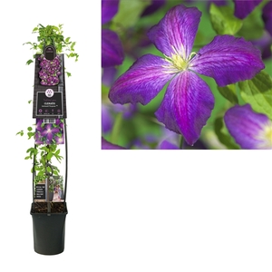 Clematis So Many® Purple Flowers PBR +3.0 label