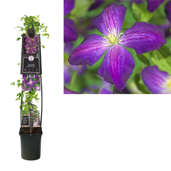 <h4>Clematis So Many® Purple Flowers PBR +3.0 label</h4>