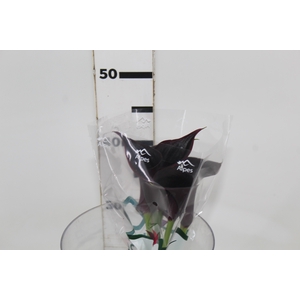 CALLA BLACK BERRY