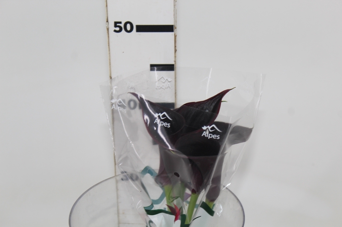 <h4>CALLA BLACK BERRY</h4>