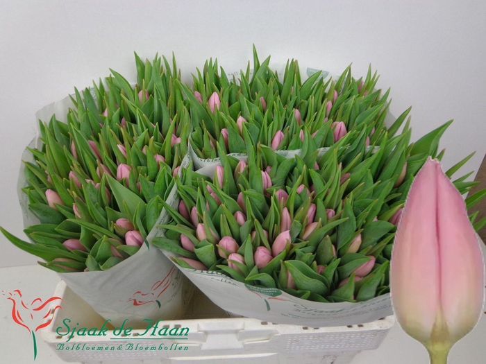 <h4>TU EN AAFKE</h4>