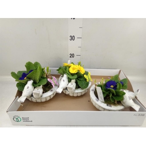 Arr.   Tuinplanten L%