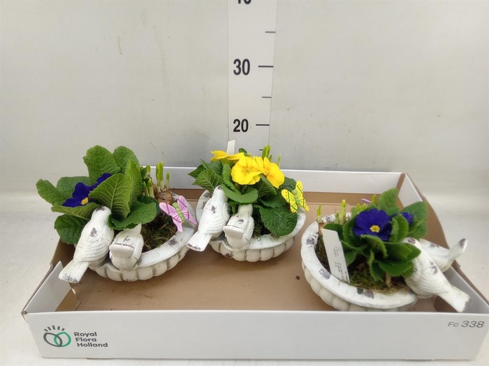 <h4>Arr. Tuinplanten L%</h4>