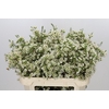Chamelaucium Ivory Pearl