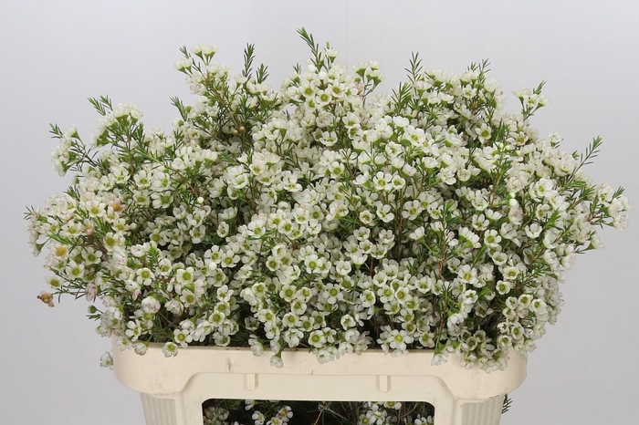 <h4>Chamelaucium Ivory Pearl</h4>