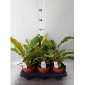 Philodendron   ...