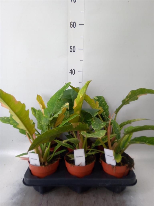 <h4>Philodendron   ...</h4>