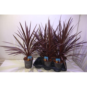 arr8 Cord Aus Red Star