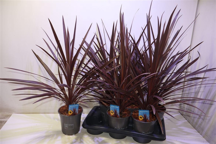 <h4>arr8 Cord Aus Red Star</h4>