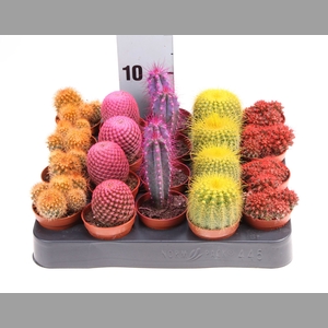 Cactus   ...