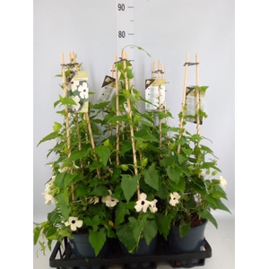 Thunbergia nana 'Snow White'