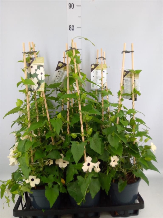 <h4>Thunbergia nana 'Snow White'</h4>
