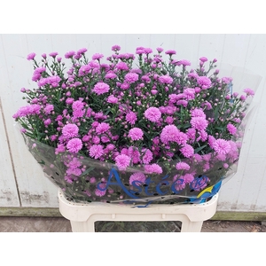 Aster Astee Karmijn