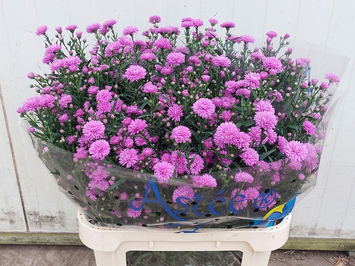 <h4>Aster Astee Karmijn</h4>