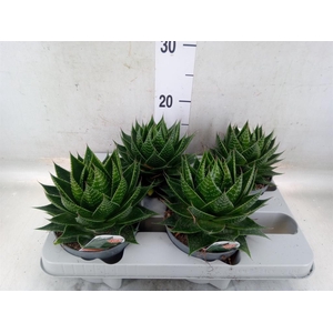 Aloe aristata 'Cosmo'