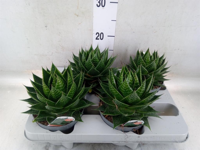 <h4>Aloe aristata 'Cosmo'</h4>