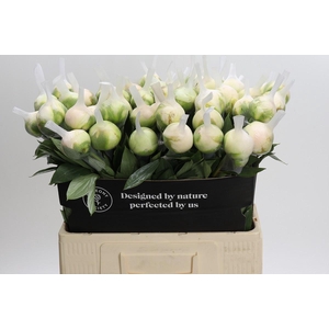 Paeonia Madame Claude Tain