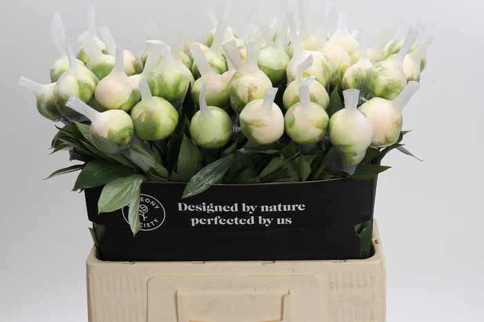 Paeonia Madame Claude Tain