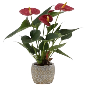 Anthurium Diamond Red in Hamburg ceramics