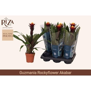 GUZM AKABAR