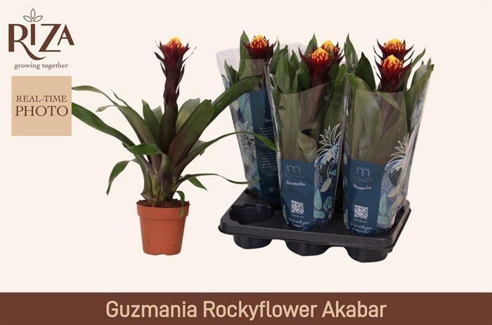 <h4>GUZM AKABAR</h4>