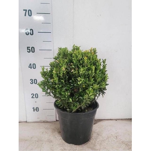EUONYMUS JA GR SPIRE