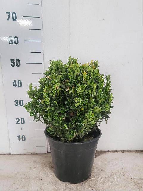 <h4>EUONYMUS JA GR SPIRE</h4>