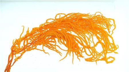 <h4>Dried Amaranthus Orange</h4>