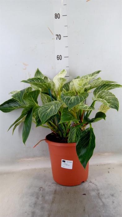 <h4>Philodendron   ...</h4>