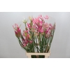 Nerine Mix