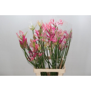 Nerine Mix