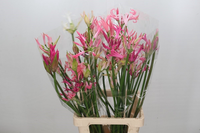 <h4>Nerine Mix</h4>