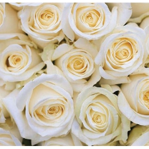 Rosa Avalanche White