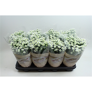 Chysanthemum Indicum Madiba Blanc