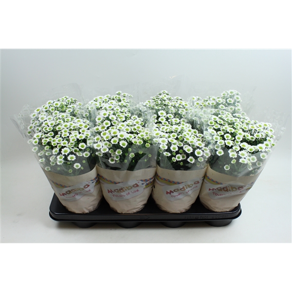 <h4>Chysanthemum Indicum Madiba Blanc</h4>