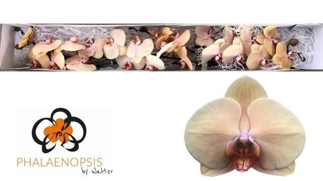<h4>PHAL ROYAL PEACH</h4>