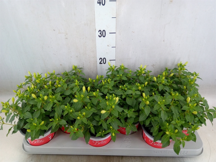 <h4>Fuchsia  'Bella Fuchsia Sophia'</h4>