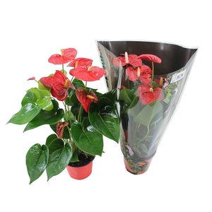 Anthurium XL.9 Jambo Red 14cm in junglehoes