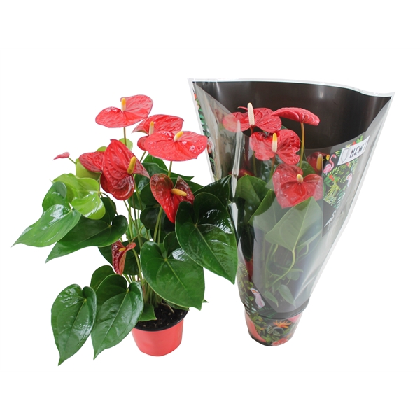 <h4>Anthurium XL.9 Jambo Red 14cm in junglehoes</h4>