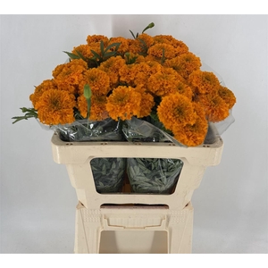 TAGETES ORANGE 1ST
