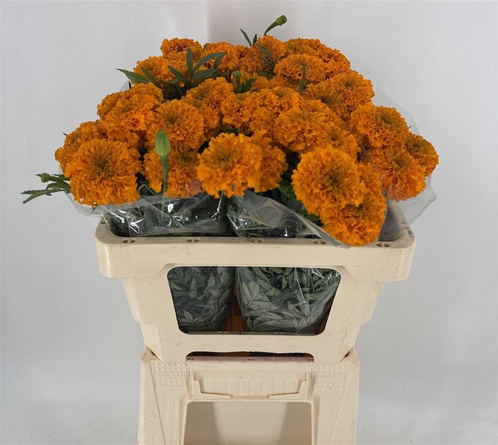 <h4>TAGETES ORANGE 1ST</h4>